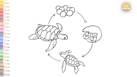 Life Cycle Of A Turtle Diagram Easy HOW TO DRAW Life Cycle Of A