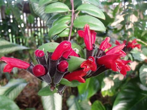 Thai Pink Lipstick Plant Care Lipstick Oki