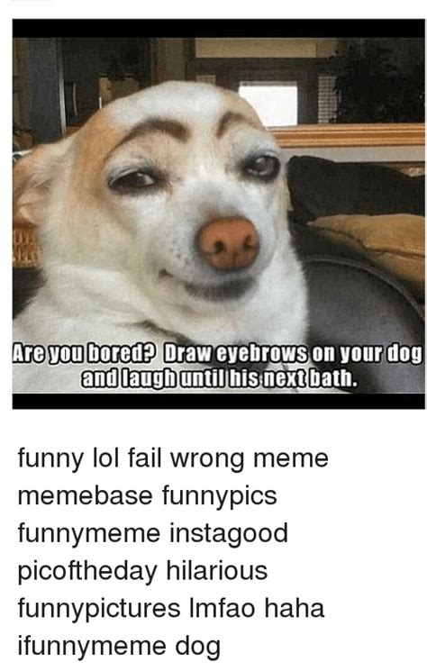 The best memes from instagram, facebook, vine, and twitter about chihuahuas. Are You Bored Draw Eyebrows on Your Dog and Laugh Until ...