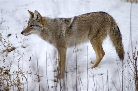 Minnesota Seasons Coyote