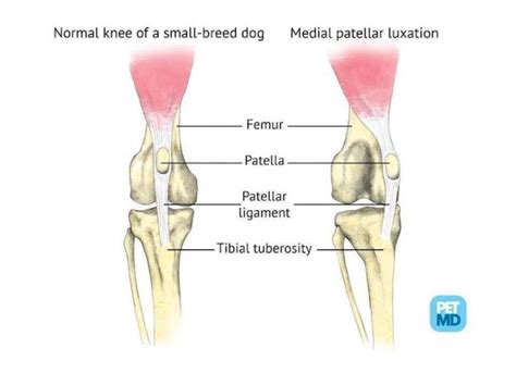 Luxating Patella In Dogs Knee Dislocation Symptoms Causes