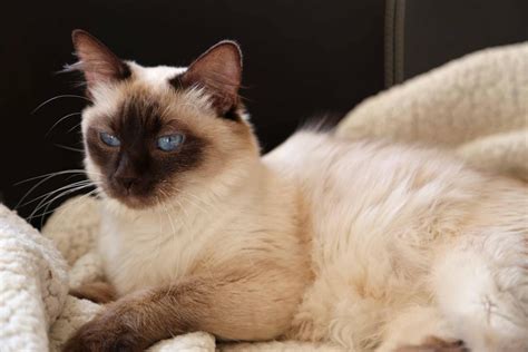 Cat Breeds Things To Know About The Balinese Cat Breed Naija Edu Info