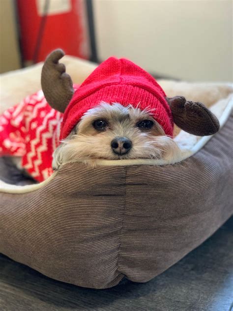 DandyDogz – Spoil Your Furry Friend!