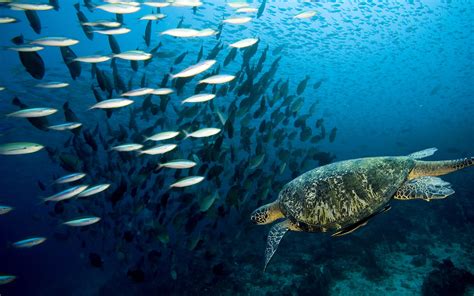 Nice wallpaper of underwater world flock, wallpaper of fish, turtle | ImageBank.biz