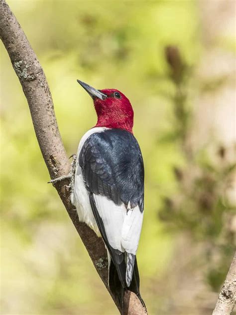 Woodpeckers In Michigan 8 Species You Cant Miss