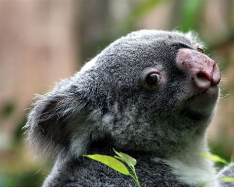 Wallpaper Best Size Koala Bear Wallpaper