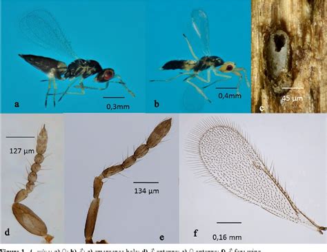 Figure 1 From First Report On Egg Parasitoids Of The Asian Planthopper Ricania Speculum