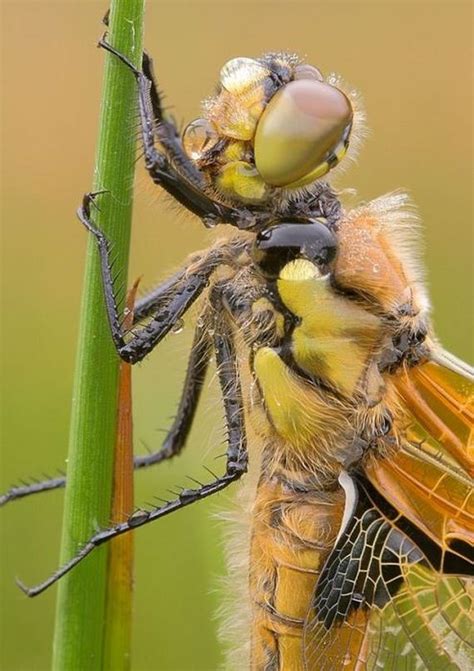 Amazing Photos Of Insects Barnorama