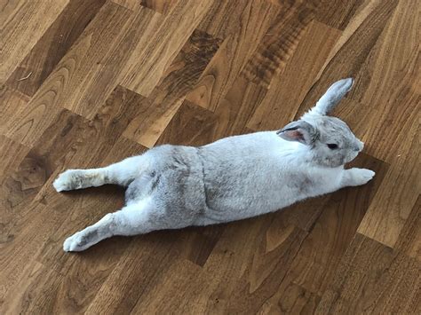 Psbattle Rabbit With Full Body Stretched Out Rphotoshopbattles