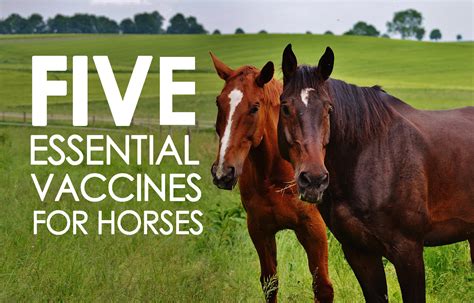 Your pet's veterinarian can help you determine what protection is needed based on risk factors including breed, lifestyle and location. Five Essential Vaccines Your Horse Must Have - Allivet Pet ...