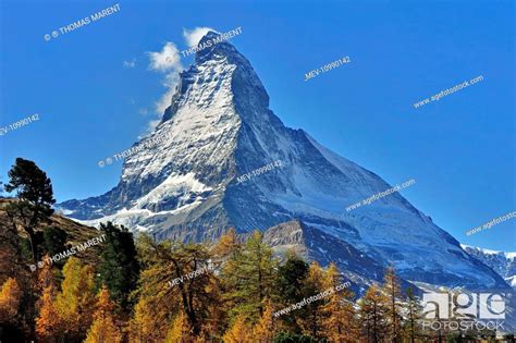 Matterhorn Larch Forest Autumn Switzerland Stock Photo Picture And