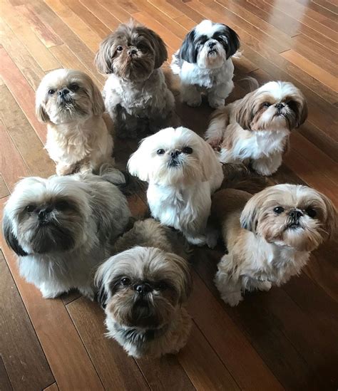 Learn about the akc shih tzu standard, shih tzu grooming, shih tzu haircuts, shih tzu health issues, shih tzu dog food, shih tzu training and puppy mills. Jersey Shih Tzu on Instagram: "One of my favorite shots! A lot of people have been asking me if ...