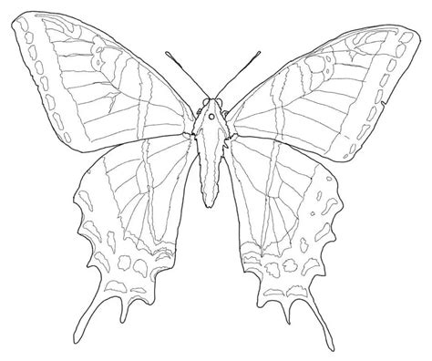 Swallowtail Butterfly Coloring Pages Coloring Cool