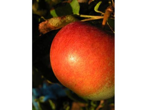 We are a small farm in the iowa city/cedar rapids area, producing an acre's worth of flowers from may through october. Fruit Trees That Grow Well in Iowa (with Pictures) | eHow