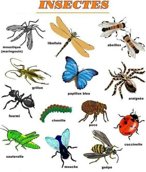 Insectes Insectes Fle Apprendre Le Français