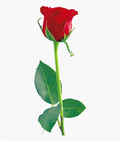 Download Single Red Rose Png File Rose Flower Transparent Png