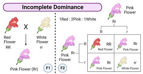 Alleles Definition Types Features Applications