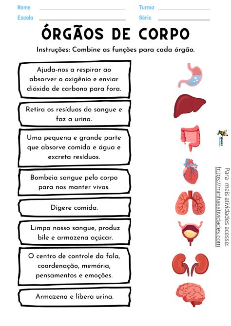 Atividades Sobre Sistemas Do Corpo Humano