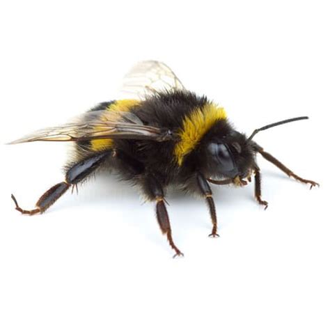 Controlling Bumble Bees In Mobile Birmingham Montgomery Pest