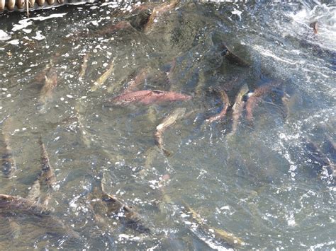 Fall Run Chinook Salmon Below Barrier Zoochat