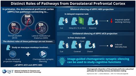 Distinct Roles Of Pathways Fro IMAGE EurekAlert Science News Releases