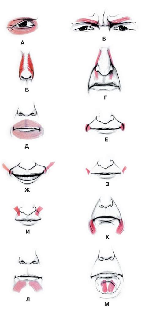 These forms of paralysis can leave you with limited muscle function or total muscle. изображение 1 - Depressor labii inferioris; 2 - Platysma ...