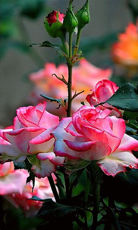 130 Amazing Roses Ideas Beautiful Roses Beautiful Flowers Love Rose