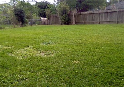Houston Tx Lawn Care Lawn Mowing From 19 Rated Best Of 2020