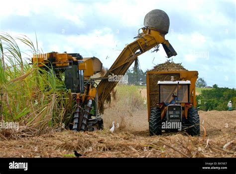 Sugar Cane Harvest Barbados West Indies Caribbean Central America