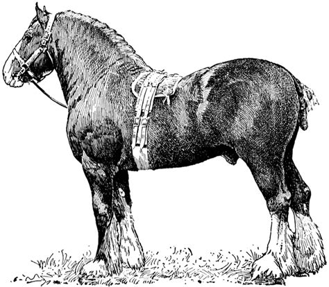 Clydesdale Clipart 20 Free Cliparts Download Images On Clipground 2023