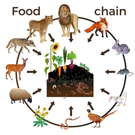 Some apex predators include sharks, lions, and owls. Food Chain Grizzly Bear Food Web