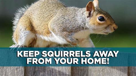 How To Keep Squirrels Away From Your Home Youtube