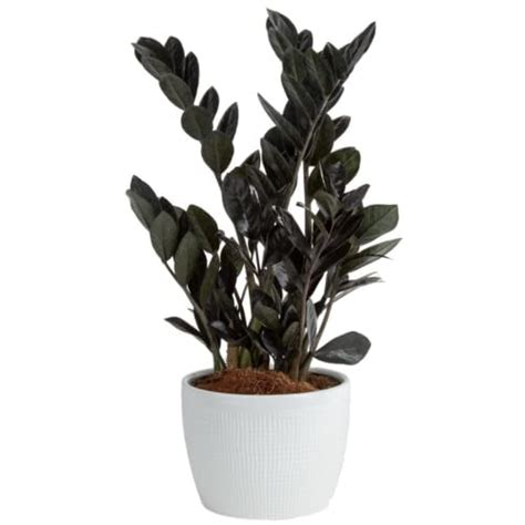 Costa Farms Raven Zz Live Plant Easy To Grow Rare Indoor Houseplant Potted In Planter Pot With