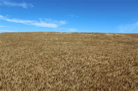 Wheat Field Stock Photo Image Of Standing Field Grain 76541928