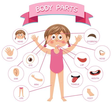Body Parts With Vocabulary Stock Vector Illustration Of Alphabet