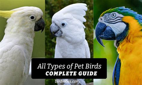 All Types Of Pet Birds Complete Guide With Pros And Cons And