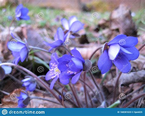 Macro Photo With A Decorative Background Of Beautiful Spring Blue