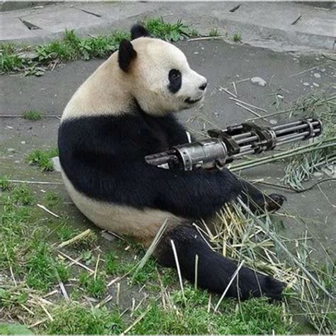 This Panda Is Boss Funny Animal Memes Cat Memes Funny Animals Funny