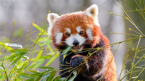 Download Wallpaper 2048x1152 Red Panda Bamboo Animal Ultrawide
