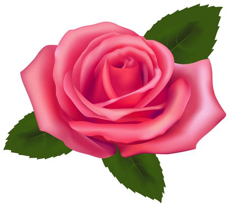 Pink Rose Png Hd Rose Petals Png Pink Rose Petal Png Single Rose