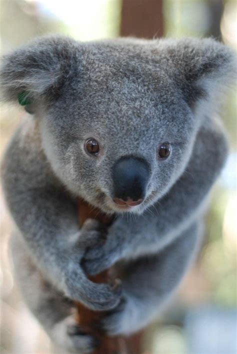Les Meilleures Photos Et Vidéos De Bébé Koala Archzinefr Cute