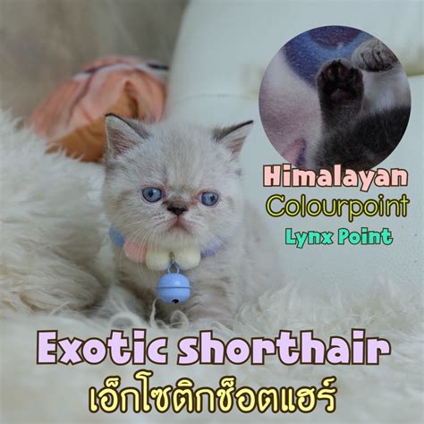 ลูกแมวสายพันธุ์ exotic shorthair เอ็กโซติกช็อตแฮร์ เด็กหญิง สีคัลเลอร์พ้อย หิมาลายัน