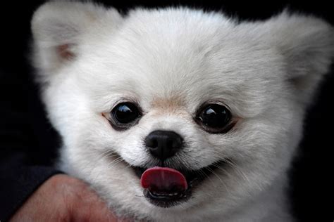 Check spelling or type a new query. Pomeranian Puppies: Everything You Need to Know | The Dog People by Rover.com