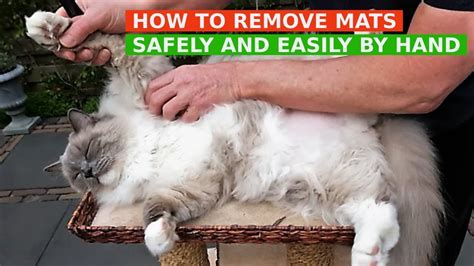 How To Get Rid Of Static In Cat Fur Cat Lovster