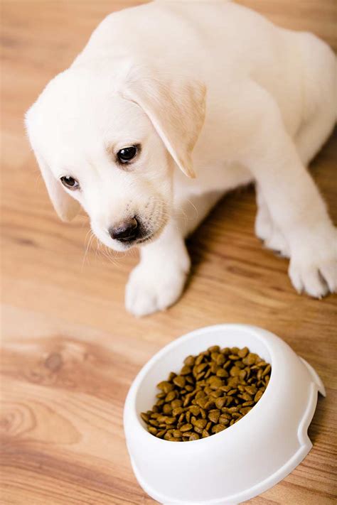 Puppies are growing rapidly because puppies need so many nutrients to grow, it's important to give them food that provides complete and balanced nutrition. My Dog Won't Eat - What To Do When Your Lab Is Off His Food