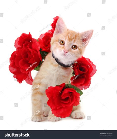 A Cute Orange Tabby Kitten Surrounded By Roses Stock Photo 22388674