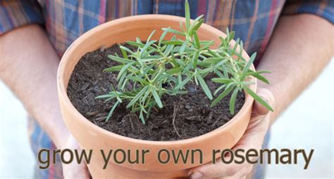 Grow Rosemary For Indoor Plants