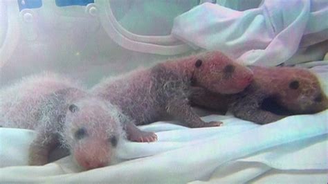 Only Living Baby Panda Triplets Unveiled By China Zoo