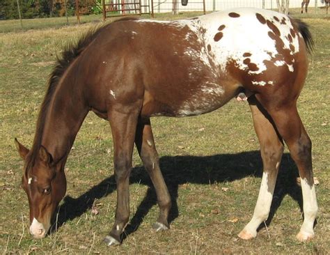 Foals Sired X The Secret Pardon Hypp Nn 5 X National Champion