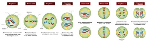 What Is The Difference Between Meiosis Ii And Mitosis Pediaacom